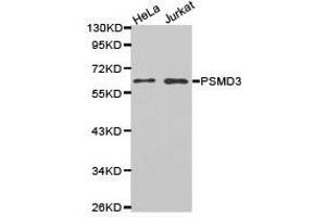 Western Blotting (WB) image for anti-Proteasome (Prosome, Macropain) 26S Subunit, Non-ATPase, 3 (PSMD3) antibody (ABIN1874391) (PSMD3 anticorps)