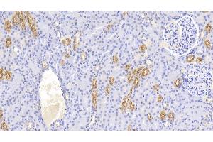 Detection of UMOD in Canine Kidney Tissue using Polyclonal Antibody to Uromodulin (UMOD)