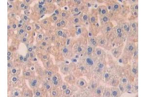 Detection of ANGPT1 in Mouse Liver Tissue using Polyclonal Antibody to Angiopoietin 1 (ANGPT1) (Angiopoietin 1 anticorps  (AA 253-429))