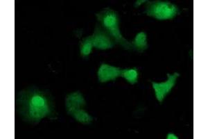 Immunofluorescence (IF) image for anti-Suppressor of Cytokine Signaling 3 (SOCS3) antibody (ABIN1501054) (SOCS3 anticorps)