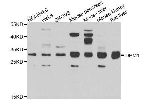 Western blot analysis of extracts of various cell lines, using DPM1 antibody. (DPM1 anticorps  (AA 1-260))