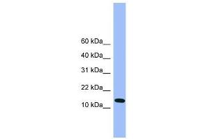 Atp5d antibody used at 0. (ATP5F1D anticorps  (C-Term))