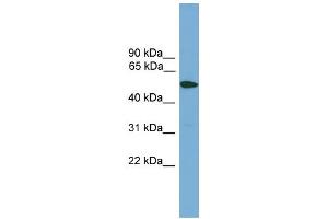 WB Suggested Anti-TMPRSS4 Antibody Titration:  0. (TMPRSS4 anticorps  (Middle Region))