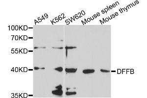 Western blot analysis of extracts of various cell lines, using DFFB antibody (ABIN6003808) at 1/1000 dilution. (DFFB anticorps)