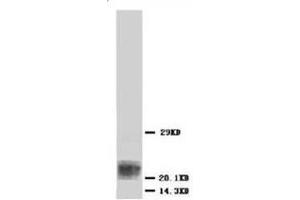Western blot analysis of Hela cell lysis using BAX antibody (BAX anticorps  (N-Term))