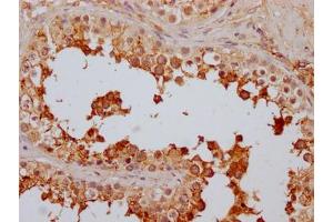 IHC image of ABIN7127479 diluted at 1:100 and staining in paraffin-embedded human testis tissue performed on a Leica BondTM system. (Recombinant FAAH anticorps)