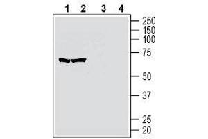 Western blot analysis of human MOLT-4 T-cell leukemia cell line lysate (lanes 1 and 3) and human Jurkat T-cell leukemia cell line lysate (lanes 2 and 4): - 1, 2. (GPR174 anticorps  (2nd Extracellular Loop))