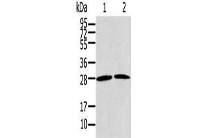 Western Blotting (WB) image for anti-Related RAS Viral (R-Ras) Oncogene Homolog 2 (RRAS2) antibody (ABIN2430778) (RRAS2 anticorps)