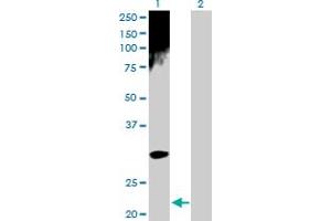 Western Blot analysis of ARD1A expression in transfected 293T cell line by ARD1A MaxPab polyclonal antibody. (NAA10 anticorps  (AA 1-235))