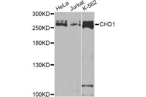Western blot analysis of extracts of various cell lines, using CHD1 Antibody (ABIN5975217) at 1/1000 dilution. (CHD1 anticorps)