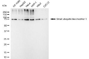 Western blotting analysis using small ubiquitin like modifier 1 antibody (ABIN7800382).