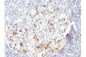 Formalin-fixed, paraffin-embedded human Tonsil stained with CD57 Monoclonal Antibody (HNK-1). (CD57 anticorps)