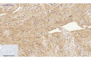 Immunohistochemical analysis of paraffin-embedded mouse heart tissue.