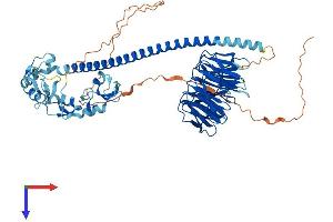 AlphaFold protein structure predicition of Human Recombinant TRAF7 Protein, UniprotID Q6Q0C0