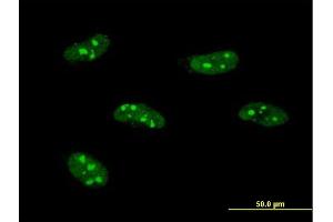 Immunofluorescence of monoclonal antibody to PWP1 on HeLa cell. (PWP1 anticorps  (AA 1-501))