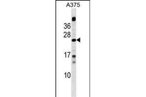 MBD3L1 Antibody (C-term) (ABIN1536775 and ABIN2849751) western blot analysis in  cell line lysates (35 μg/lane). (MBD3L1 anticorps  (C-Term))