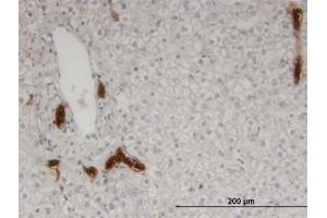 Image no. 1 for anti-Calpain 9 (CAPN9) (AA 591-691) antibody (ABIN599520) (Calpain 9 anticorps  (AA 591-691))