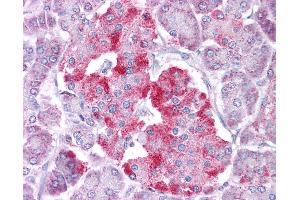 Anti-STAT1 antibody IHC of human pancreas.
