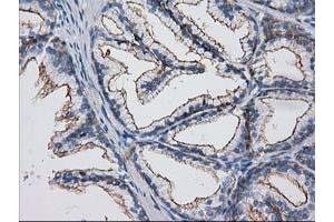 Image no. 4 for anti-Protein Kinase C and Casein Kinase Substrate in Neurons 3 (PACSIN3) antibody (ABIN1500007) (PACSIN3 anticorps)