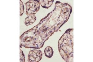 (ABIN6243319 and ABIN6578857) staining TGFBR3 in human placenta tissue sections by Immunohistochemistry (IHC-P - paraformaldehyde-fixed, paraffin-embedded sections). (TGFBR3 anticorps  (AA 285-319))