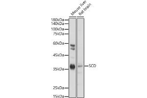 Western blot analysis of extracts of various cell lines, using SCD antibody (ABIN7270589) at 1:1000 dilution. (SCD anticorps  (C-Term))
