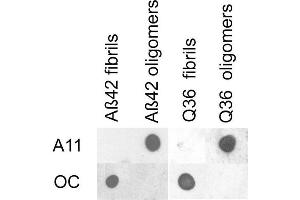 Dot blot analysis using Rabbit Anti-Amyloid Fibrils (OC) Polyclonal Antibody . (Amyloid anticorps (Biotin))