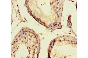 Immunohistochemistry of paraffin-embedded human testis tissue using ABIN7152064 at dilution of 1:100