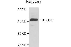 Western blot analysis of extracts of Rat ovary cells, using SPDEF antibody. (SPDEF/PSE anticorps)