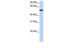 Image no. 1 for anti-Chromobox Homolog 2 (CBX2) (AA 107-156) antibody (ABIN6738770) (CBX2 anticorps  (AA 107-156))