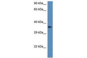 Image no. 1 for anti-C1q and Tumor Necrosis Factor Related Protein 2 (C1QTNF2) (AA 134-183) antibody (ABIN6747235) (C1QTNF2 anticorps  (AA 134-183))