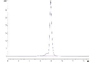 The purity of Human VSTM5 is greater than 95 % as determined by SEC-HPLC. (VSTM5 Protein (AA 29-147) (Fc Tag))