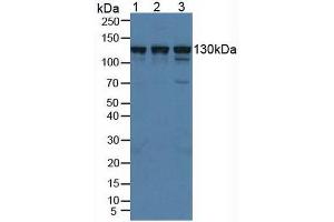 Figure. (HIP1R anticorps  (AA 771-1012))