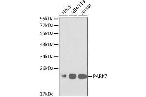 Western blot analysis of extracts of various cell lines using PARK7 Polyclonal Antibody at dilution of 1:1000. (PARK7/DJ1 anticorps)