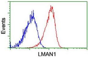 Flow cytometric Analysis of Hela cells, using anti-LMAN1 antibody (ABIN2454088), (Red), compared to a nonspecific negative control antibody, (Blue). (LMAN1 anticorps)