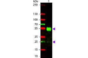 Western Blot of Goat anti-Mouse IgG Texas Red Conjugated Antibody. (Chèvre anti-Souris IgG (Heavy & Light Chain) Anticorps (Texas Red (TR)) - Preadsorbed)