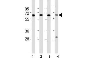 Western blot testing of HDAC1 antibody at 1:2000 dilution.