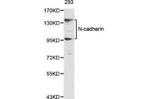 Western Blotting (WB) image for anti-Cadherin 2 (CDH2) (AA 450-550) antibody (ABIN5663657)