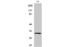 Western Blotting (WB) image for anti-X-Ray Repair Complementing Defective Repair in Chinese Hamster Cells 2 (XRCC2) (C-Term) antibody (ABIN3177958) (XRCC2 anticorps  (C-Term))