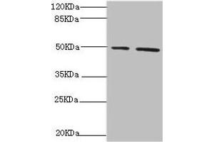 Western blot All lanes: NFS1 antibody at 6. (NFS1 anticorps  (AA 208-457))
