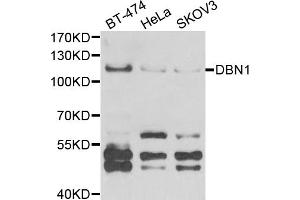 Western blot analysis of extracts of various cell lines, using DBN1 antibody (ABIN5973773) at 1/1000 dilution. (DBN1 anticorps)