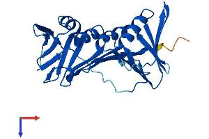 AlphaFold protein structure predicition of Mouse Recombinant Pcna Protein, UniprotID P17918