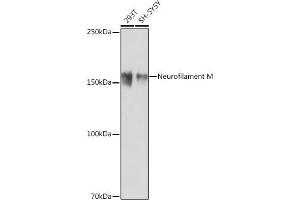 Western blot analysis of extracts of various cell lines, using Neurofilament M antibody (ABIN7268864) at 1:1000 dilution. (NEFM anticorps)