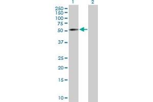 Western Blot analysis of ZNF136 expression in transfected 293T cell line by ZNF136 MaxPab polyclonal antibody. (ZNF136 anticorps  (AA 1-540))