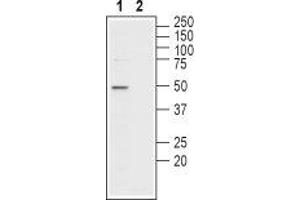 Western blot analysis of mouse testis membranes: - 1. (SLC16A7 anticorps  (C-Term, Intracellular))