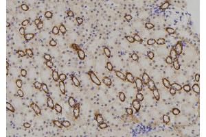 ABIN6273369 at 1/100 staining Mouse kidney tissue by IHC-P. (NBPF4 anticorps)