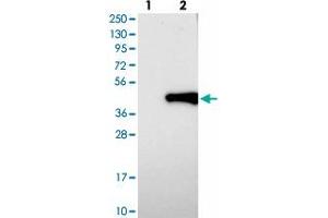 Western blot analysis of Lane 1: Negative control (vector only transfected HEK293T lysate), Lane 2: Over-expression Lysate (Co-expressed with a C-terminal myc-DDK tag (~3. (TOR1B anticorps)