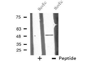 Western blot analysis of extracts from HuvEc cells, using CHST10 antibody. (CHST10 anticorps  (Internal Region))