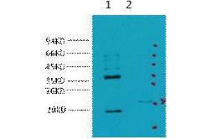 Western Blot (WB) analysis of 1) HeLa, 2) 293T, diluted at 1:5000.