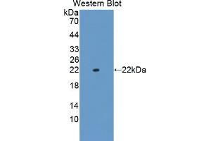 Detection of Recombinant CNPY2, Human using Polyclonal Antibody to Canopy 2 Homolog (CNPY2) (CNPY2/MSAP anticorps  (AA 21-182))