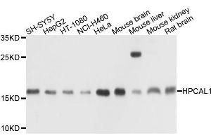 Western blot analysis of extracts of various cell lines, using HPCAL1 antibody. (HPCAL1 anticorps  (AA 1-193))